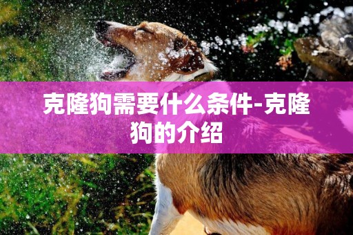 克隆狗需要什么條件-克隆狗的介紹