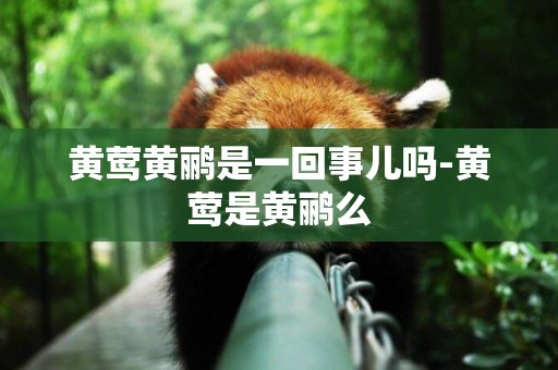 黃鶯黃鸝是一回事兒嗎-黃鶯是黃鸝么