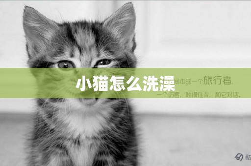 小貓怎么洗澡