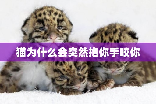 貓為什么會突然抱你手咬你