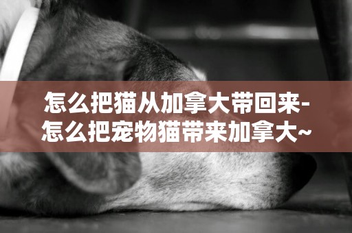 怎么把貓從加拿大帶回來-怎么把寵物貓帶來加拿大~？