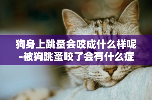 狗身上跳蚤會咬成什么樣呢-被狗跳蚤咬了會有什么癥狀？有圖片最好。