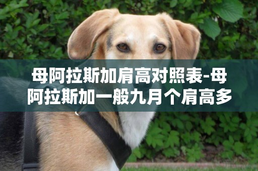 母阿拉斯加肩高對照表-母阿拉斯加一般九月個肩高多少體重多少