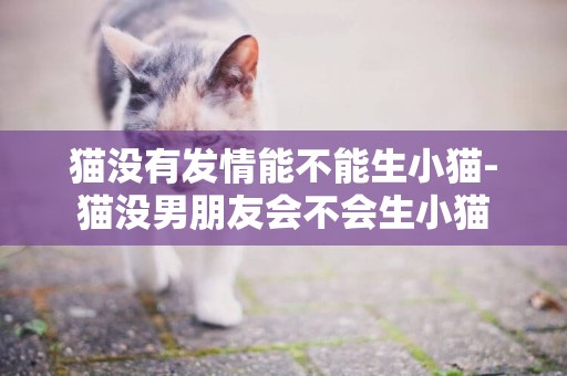 貓沒有發情能不能生小貓-貓沒男朋友會不會生小貓