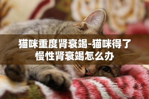 貓咪重度腎衰竭-貓咪得了慢性腎衰竭怎么辦
