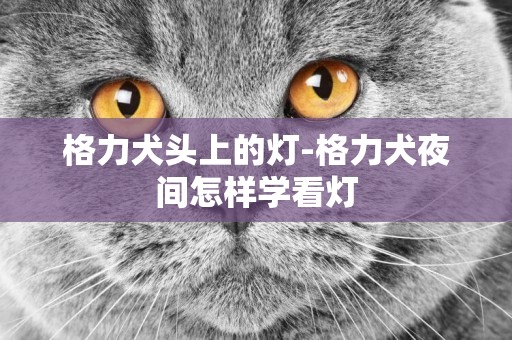 格力犬頭上的燈-格力犬夜間怎樣學看燈