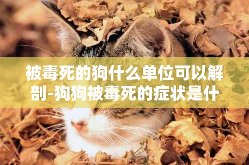 被毒死的狗什么單位可以解剖-狗狗被毒死的癥狀是什么？