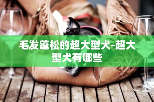 毛發蓬松的超大型犬-超大型犬有哪些