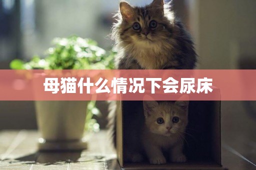 母貓什么情況下會尿床