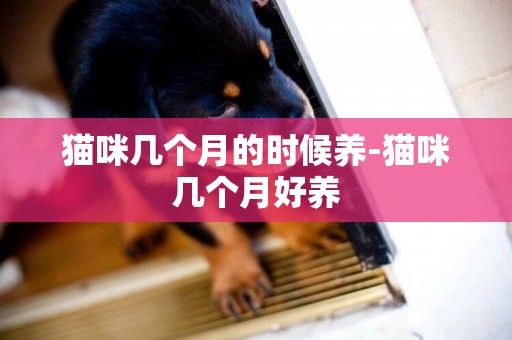 貓咪幾個月的時候養-貓咪幾個月好養