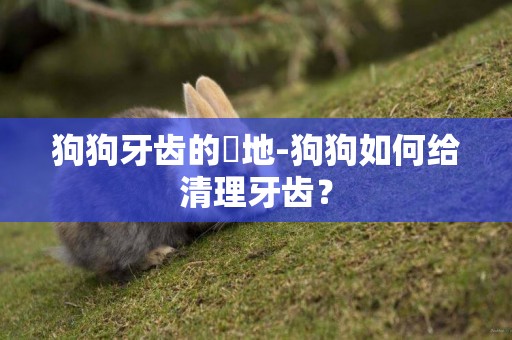 狗狗牙齒的質地-狗狗如何給清理牙齒？