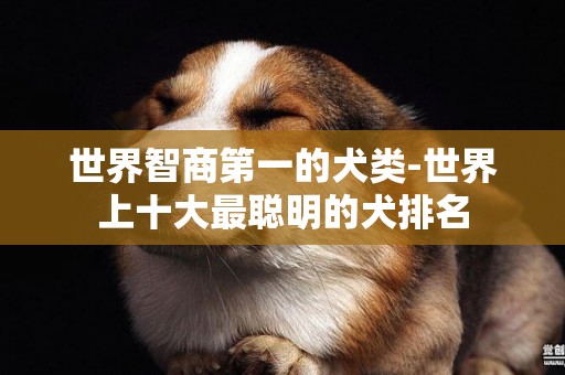 世界智商第一的犬類-世界上十大最聰明的犬排名