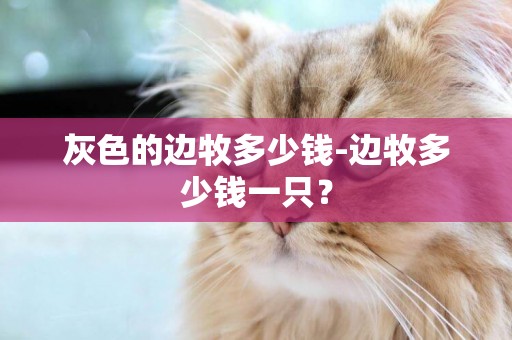 灰色的邊牧多少錢-邊牧多少錢一只？