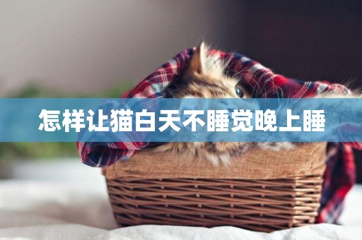 怎樣讓貓白天不睡覺晚上睡