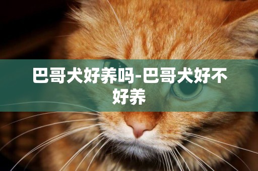 巴哥犬好養嗎-巴哥犬好不好養