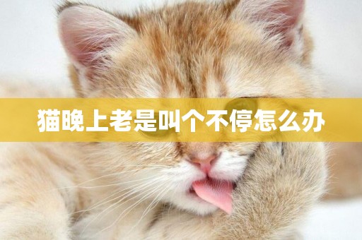 貓晚上老是叫個不停怎么辦