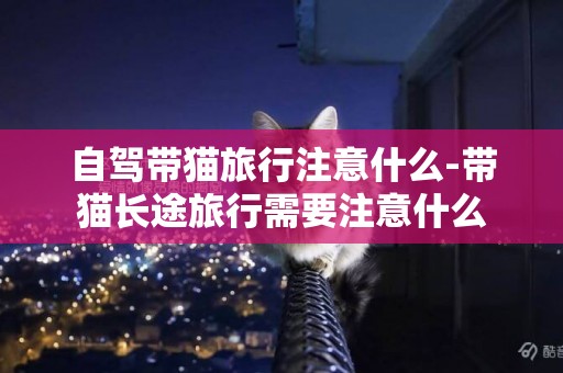 自駕帶貓旅行注意什么-帶貓長途旅行需要注意什么