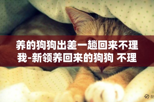 養的狗狗出差一趟回來不理我-新領養回來的狗狗 不理我