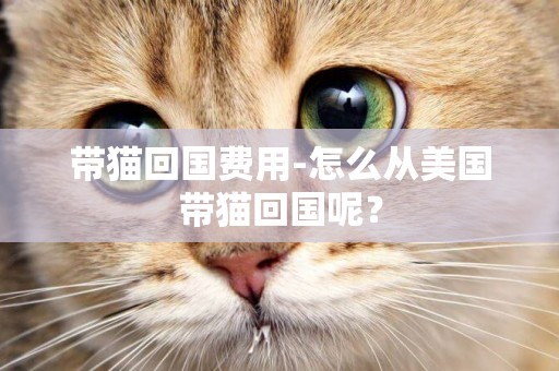 帶貓回國費用-怎么從美國帶貓回國呢？