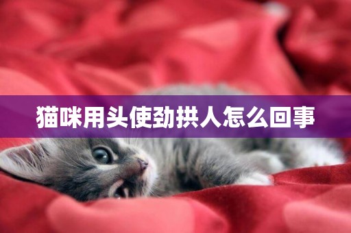 貓咪用頭使勁拱人怎么回事