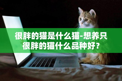 很胖的貓是什么貓-想養只很胖的貓什么品種好？