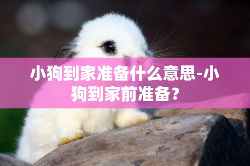 小狗到家準備什么意思-小狗到家前準備？