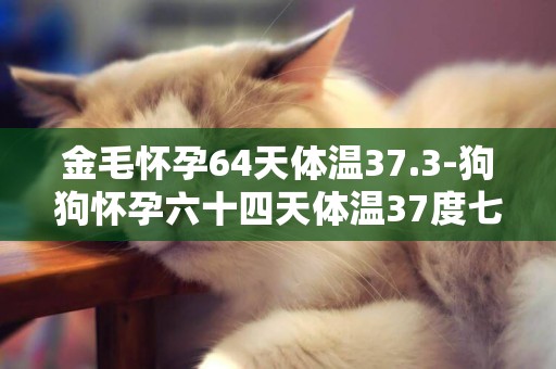 金毛懷孕64天體溫37.3-狗狗懷孕六十四天體溫37度七