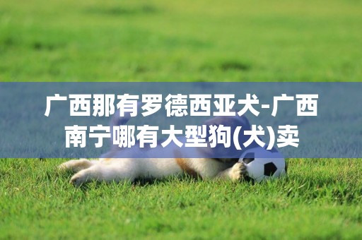 廣西那有羅德西亞犬-廣西南寧哪有大型狗(犬)賣 廣西那有羅德西亞犬-廣西南寧哪有大型狗(犬)賣