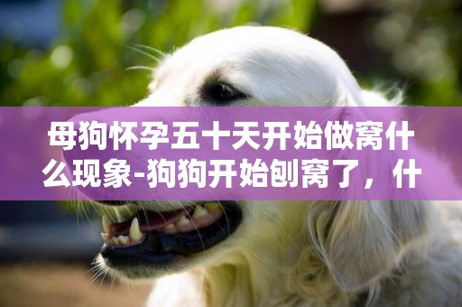 母狗懷孕五十天開始做窩什么現象-狗狗開始刨窩了，什么時候生啊？