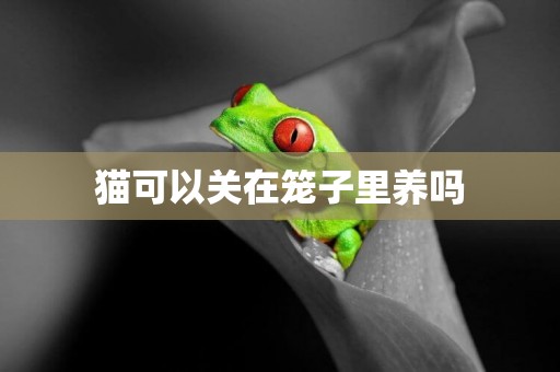 貓可以關在籠子里養嗎