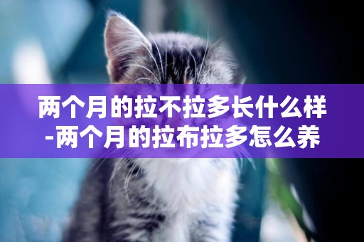 兩個月的拉不拉多長什么樣-兩個月的拉布拉多怎么養