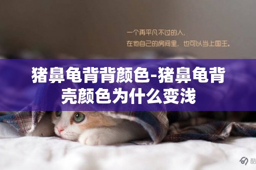 豬鼻龜背背顏色-豬鼻龜背殼顏色為什么變淺