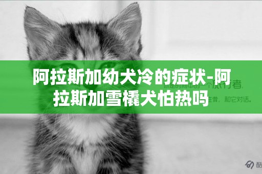 阿拉斯加幼犬冷的癥狀-阿拉斯加雪橇犬怕熱嗎