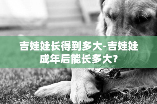 吉娃娃長得到多大-吉娃娃成年后能長多大？
