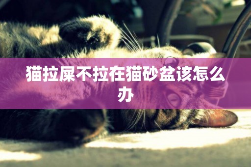 貓拉屎不拉在貓砂盆該怎么辦