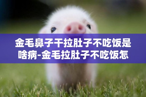 金毛鼻子干拉肚子不吃飯是啥病-金毛拉肚子不吃飯怎么辦