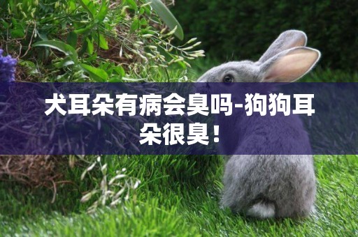犬耳朵有病會臭嗎-狗狗耳朵很臭！