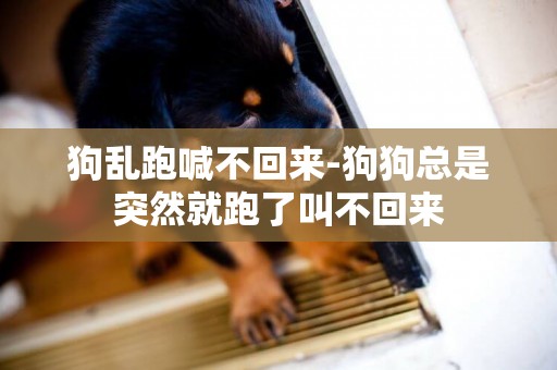 狗亂跑喊不回來-狗狗總是突然就跑了叫不回來