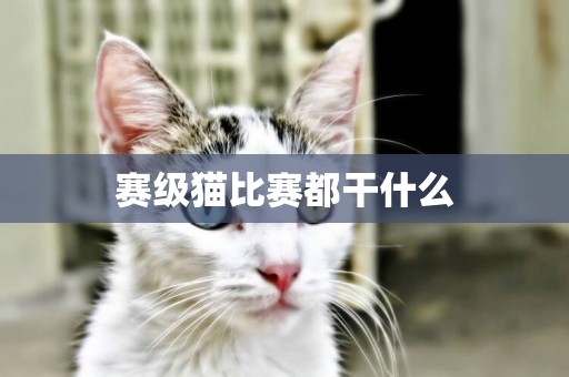 賽級貓比賽都干什么