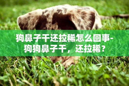 狗鼻子干還拉稀怎么回事-狗狗鼻子干，還拉稀？