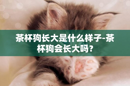 茶杯狗長大是什么樣子-茶杯狗會長大嗎？