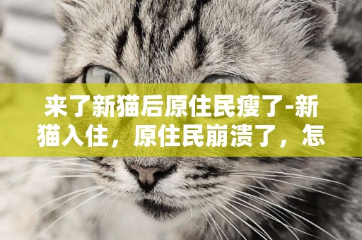 來了新貓后原住民瘦了-新貓入住，原住民崩潰了，怎么辦？