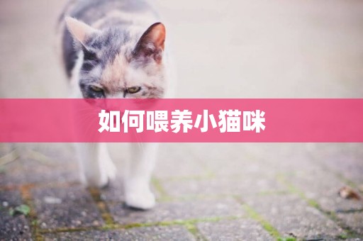 如何喂養小貓咪