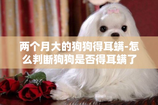 兩個月大的狗狗得耳螨-怎么判斷狗狗是否得耳螨了