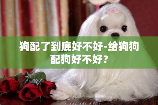 狗配了到底好不好-給狗狗配狗好不好？