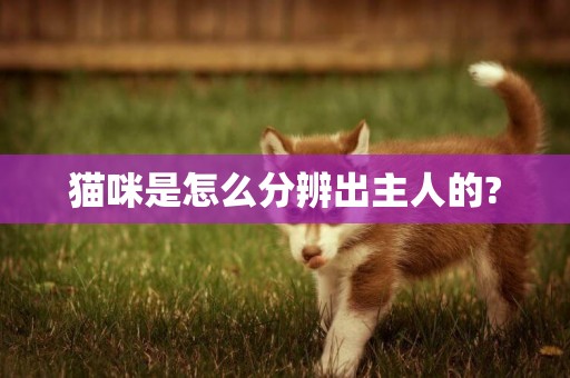 貓咪是怎么分辨出主人的?