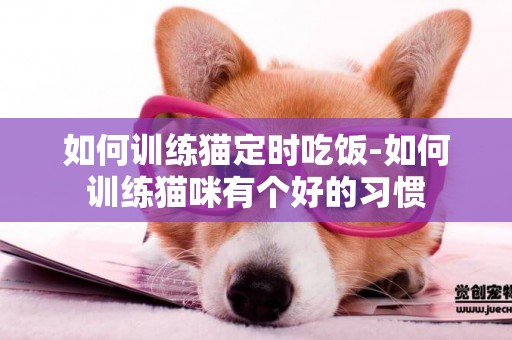 如何訓練貓定時吃飯-如何訓練貓咪有個好的習慣