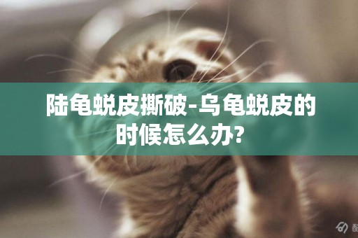 陸龜蛻皮撕破-烏龜蛻皮的時候怎么辦?