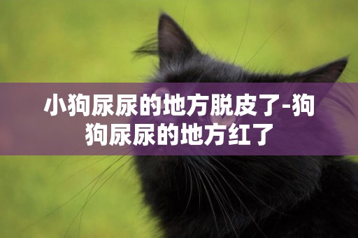 小狗尿尿的地方脫皮了-狗狗尿尿的地方紅了