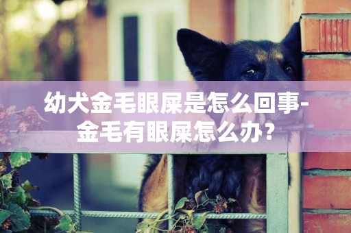 幼犬金毛眼屎是怎么回事-金毛有眼屎怎么辦？